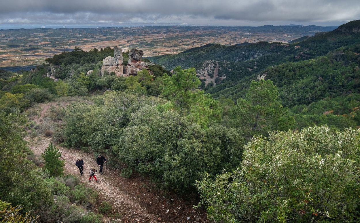 Boscos de Prades