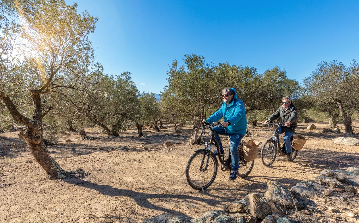 Ruta en bicicleta entre oliveres de la DOP Oli de l'Empord