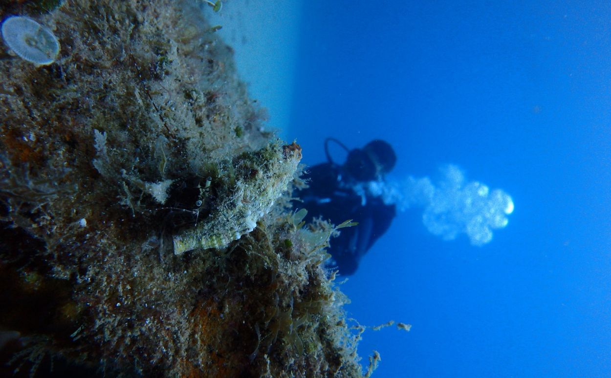 Snorkel Lloret de Mar cranc ermit