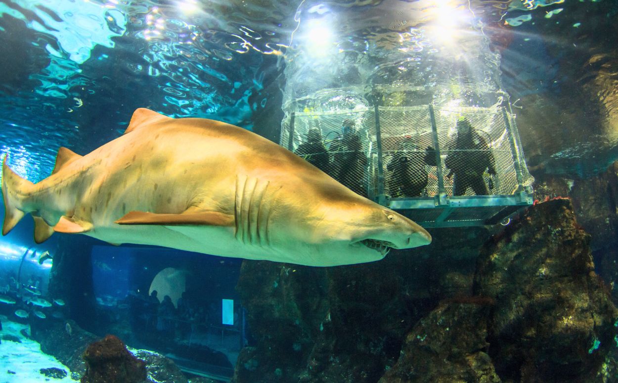 Taurons a l'Aqurium de Barcelona