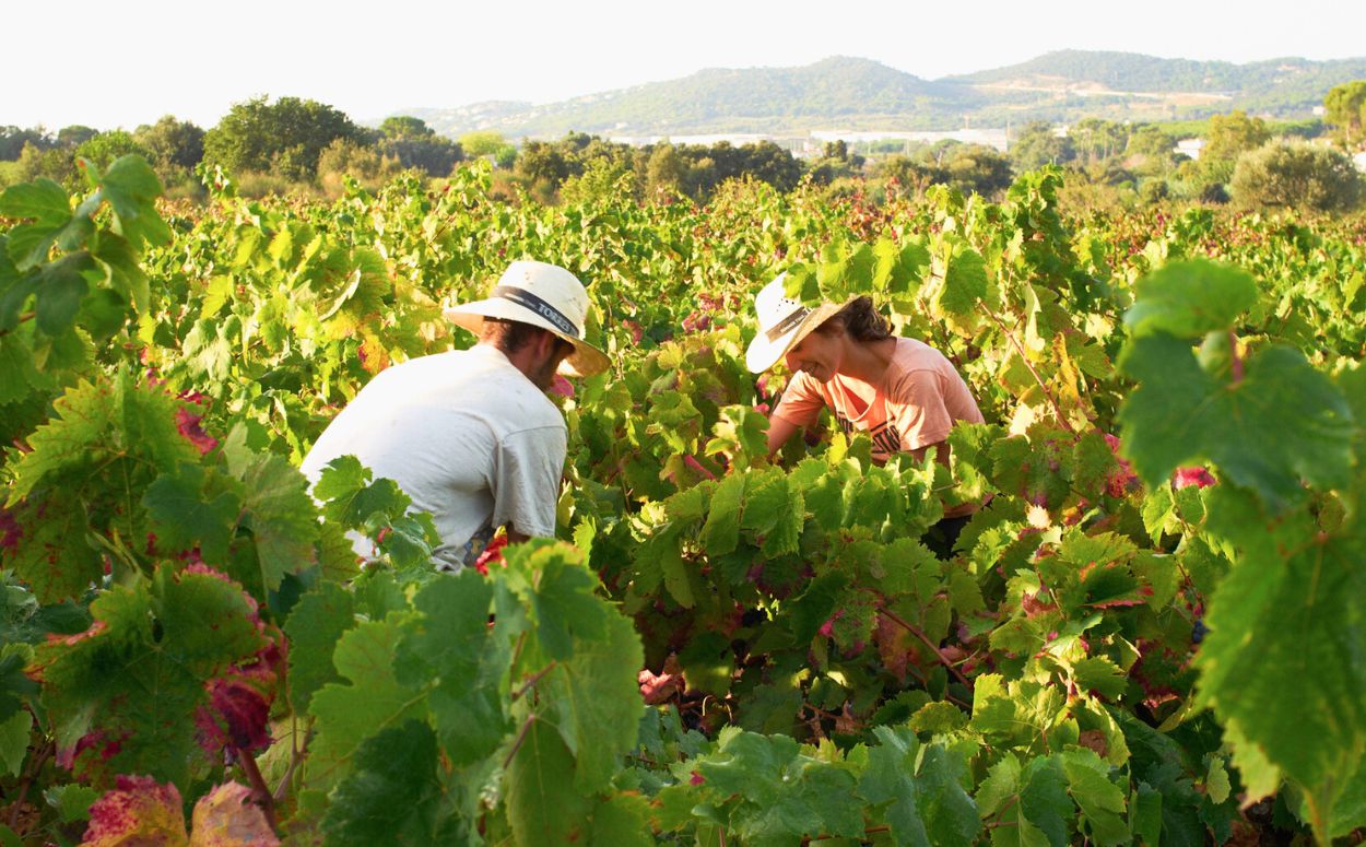 Dia de verema en un celler de Calonge i Sant Antoni  Verema