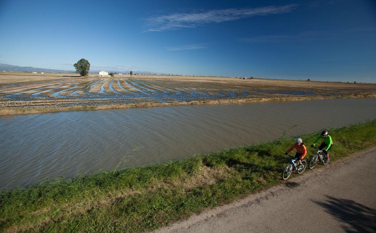 Arrossars del Delta de l'Ebre