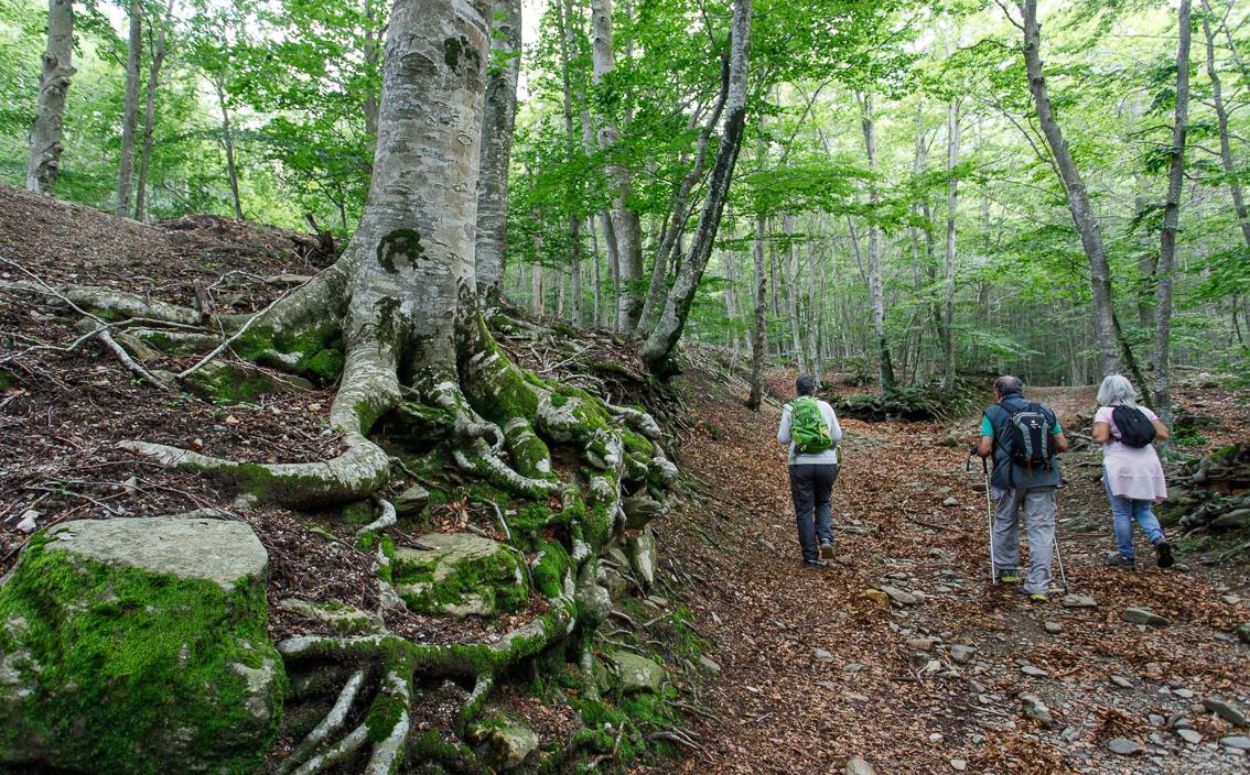 Fageda de Santa Fe del Montseny,