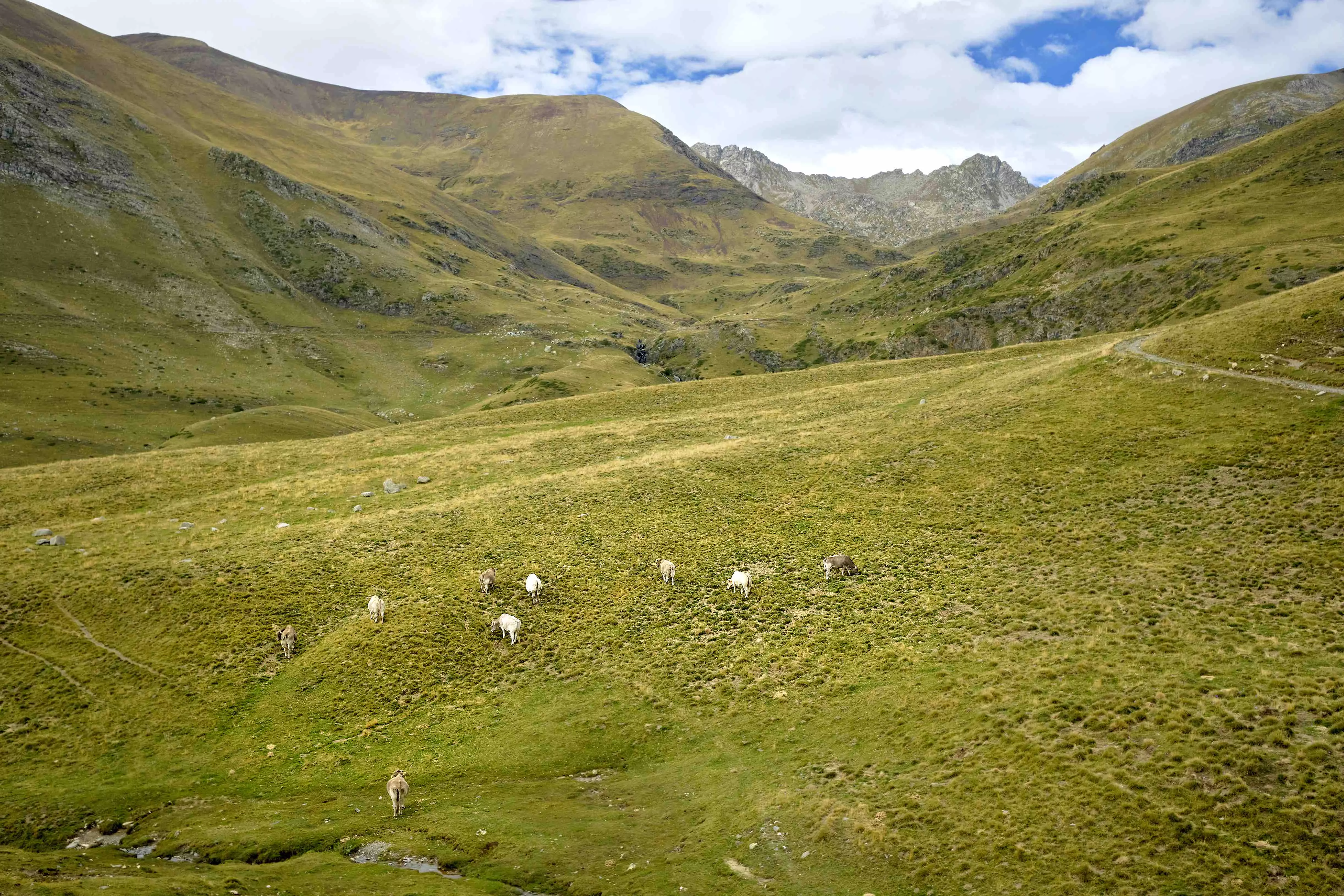 Unes 1.300 vaques de diferents ramaders són pujades a l’estiu a la muntanya de Llessui, al Pallars Sobirà, per aprofitar les pastures més fresques.