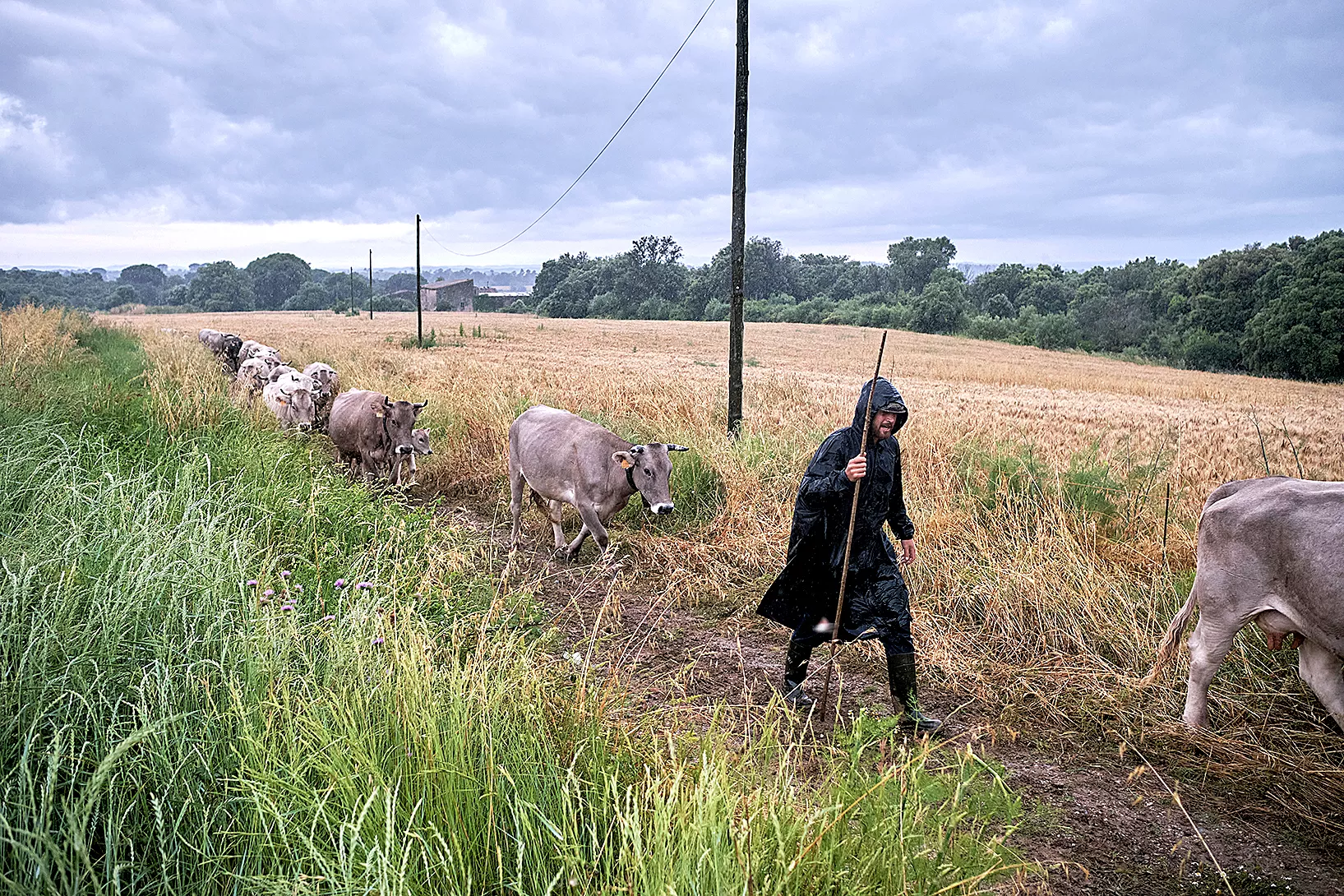 Els vaquers, com el Robert, es distribueixen al llarg de la vacada perquè el bestiar no es desviï del camí, que en aquest cas transcorre per les planes de l’Alt Empordà