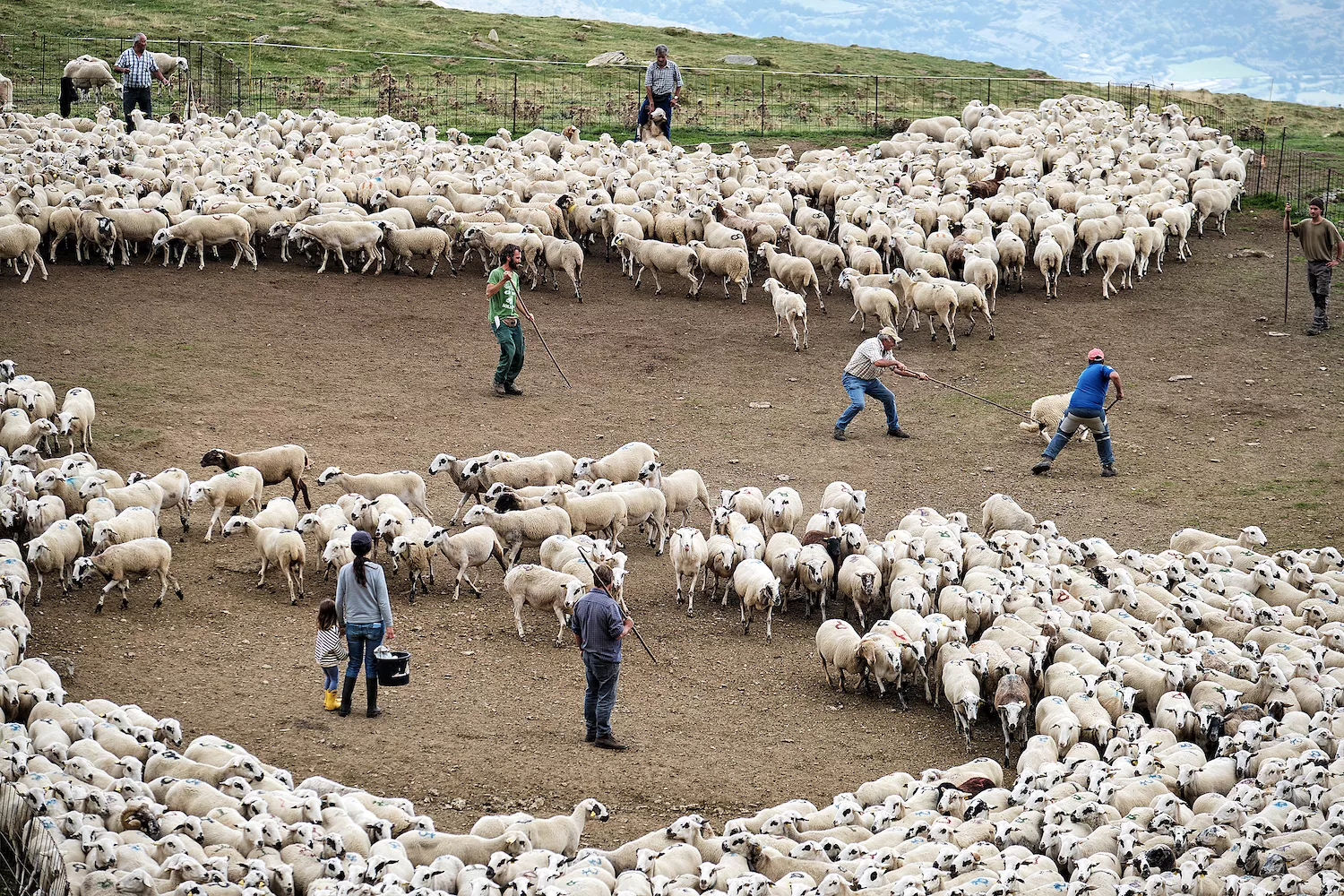 Al setembre, quan és el moment de recollir-les, cada ramader agafa les seves ovelles gràcies al triador, una espècie d’embut que ajuda a separar els caps de cada ramat