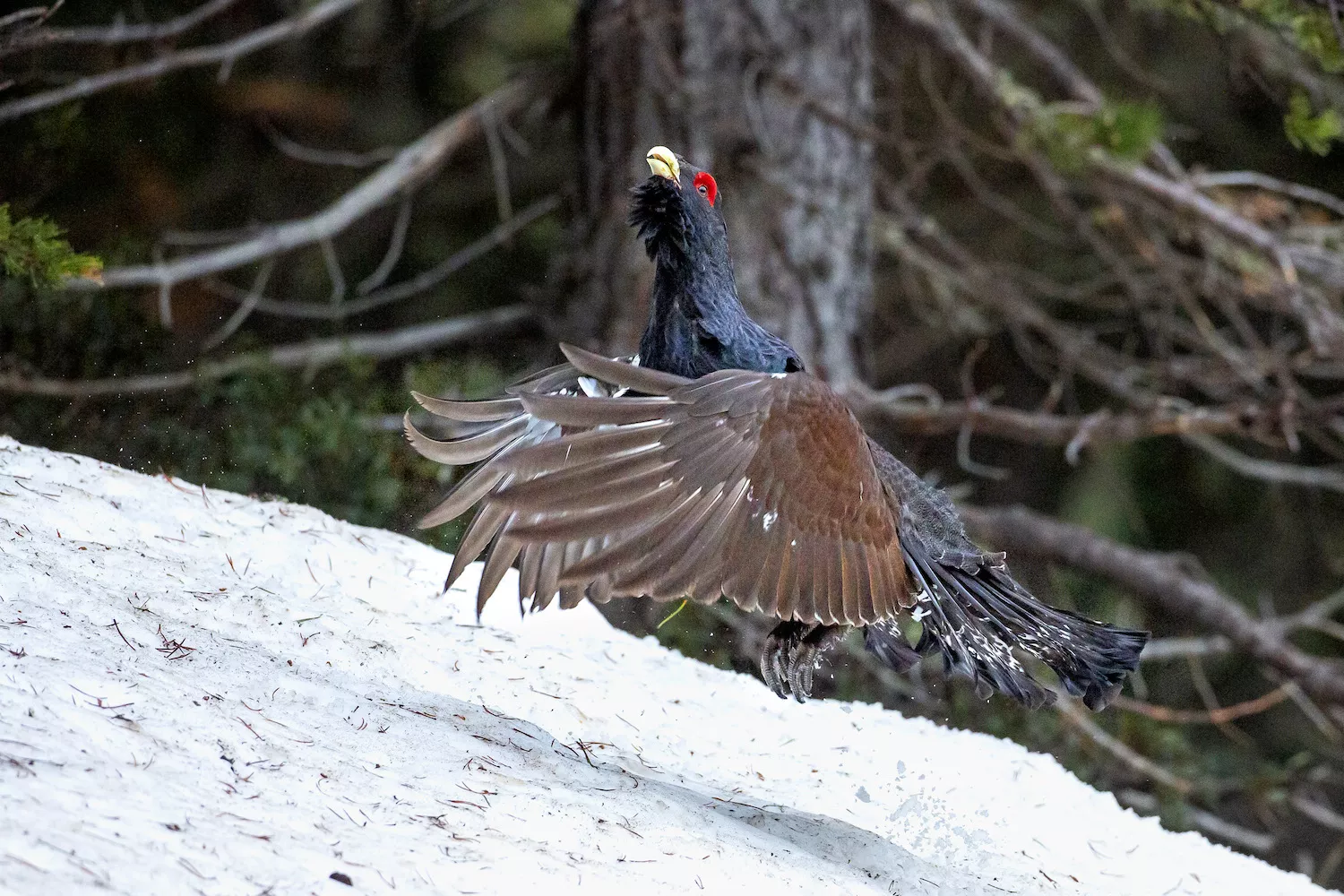 El bosc de pi negre és un dels hàbitats del gall fer