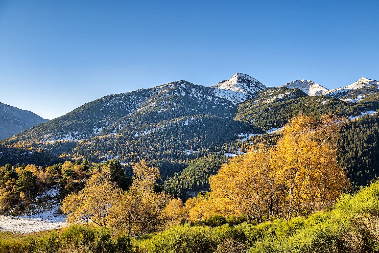 Els boscos madurs pirinencs són la llar de diferents espècies de fauna i flora rares o amenaçades