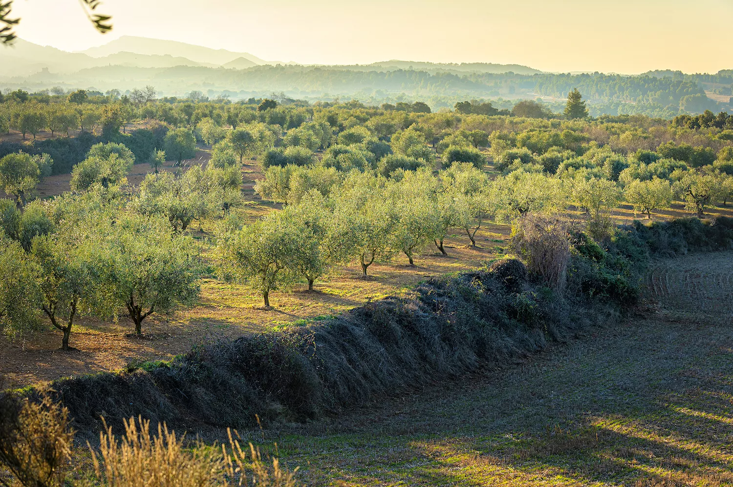 L'alzinar del bosc de Poblet