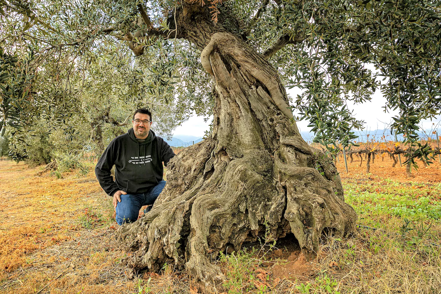 L’oli és un dels productes agrícoles més destacats del Baix Camp