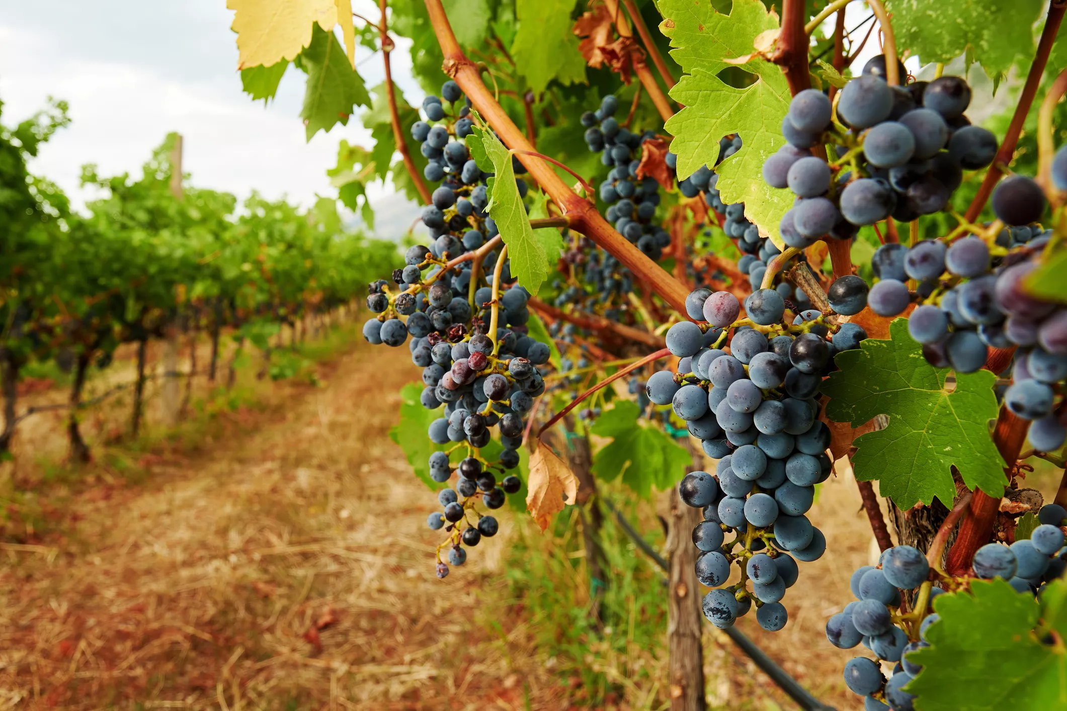 Les vinyes del Bages tenen DO pròpia