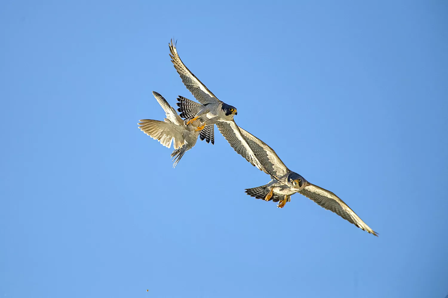 Els edificis alts es converteixen en punts d'aterratge de falcons i xoriguers