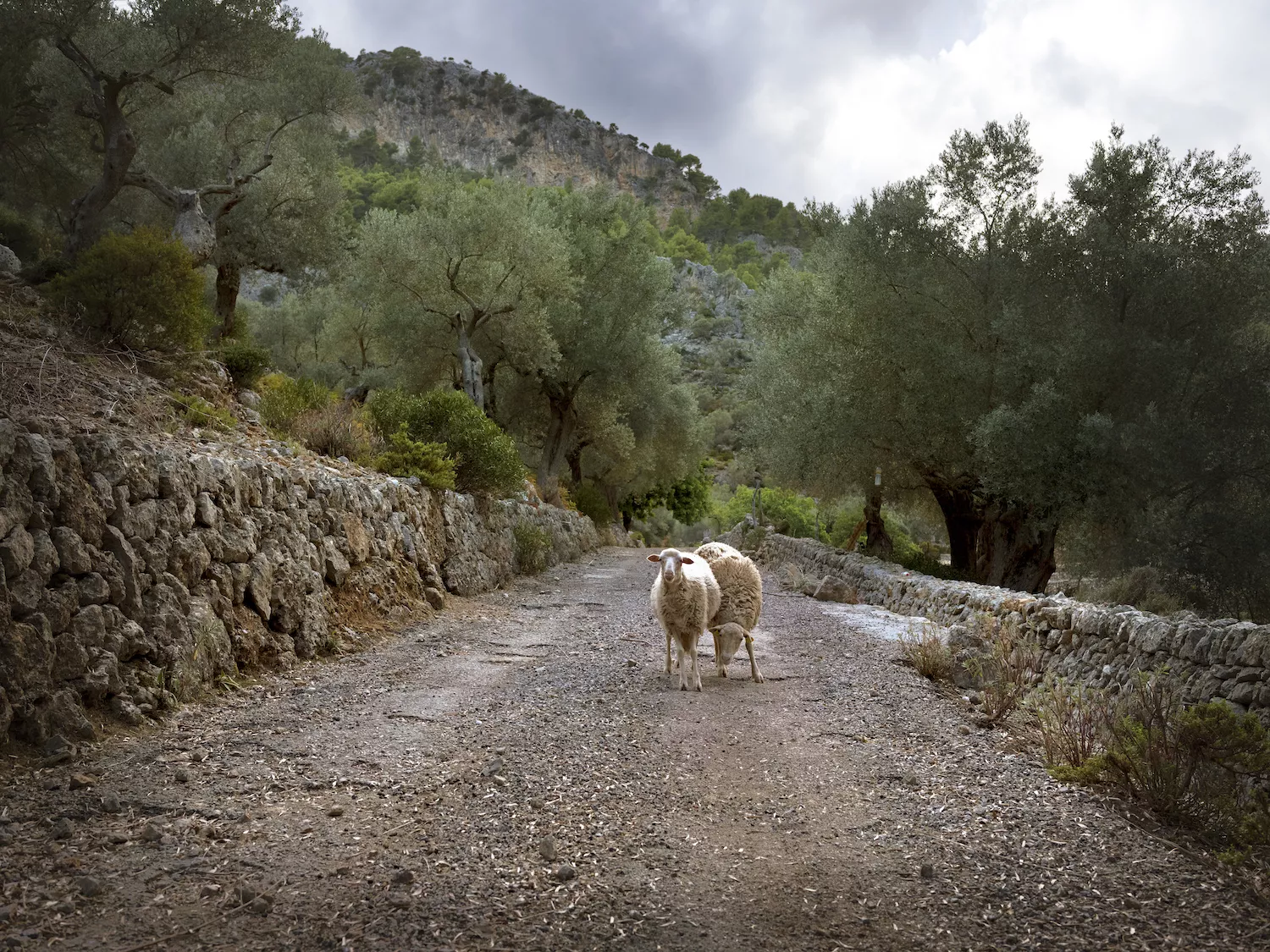 Unes ovelles en un camí rural de Caimari