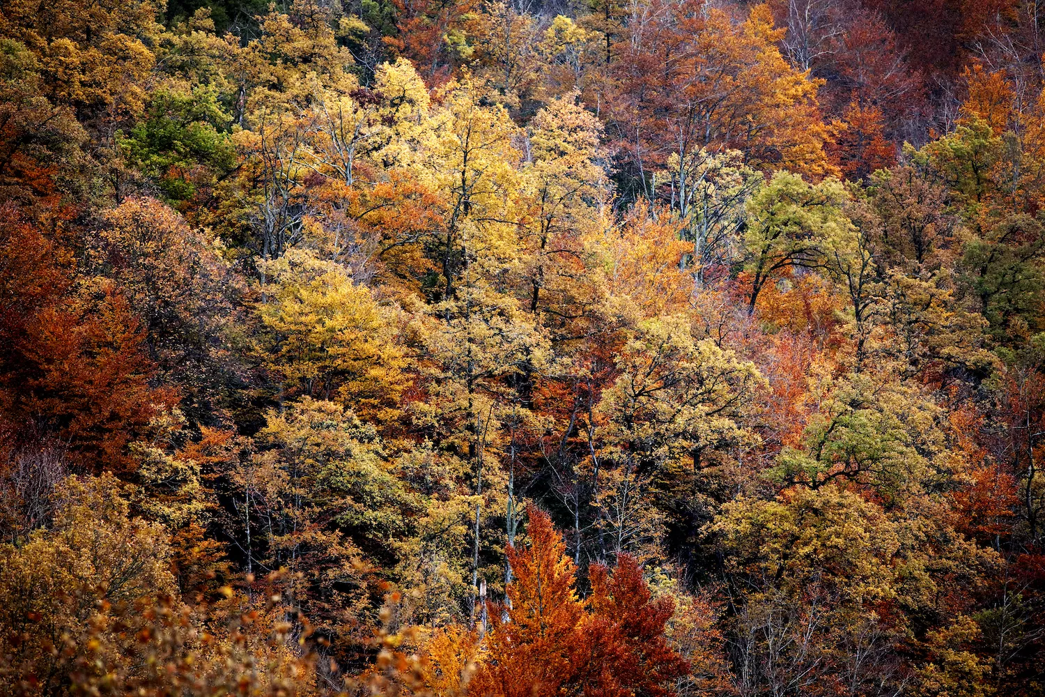 A la vora del nucli de Collfred, de camí al pla Traver, hi ha una fageda que a la tardor es vesteix d’ocre.