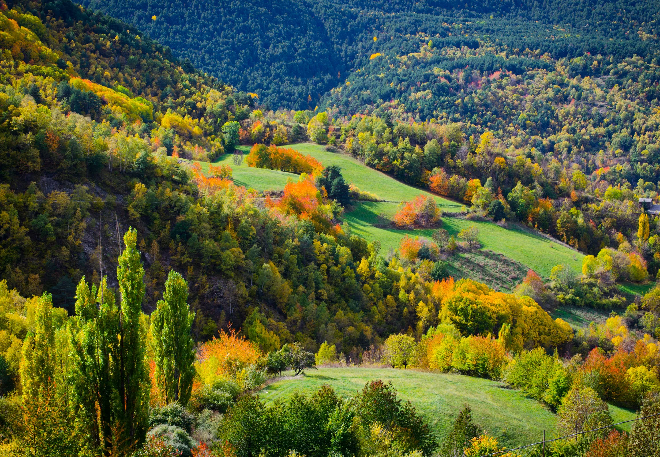 Les clapes dels arbres caducifolis esquitxen de color vermell i ocre el tapís verd dels boscos de pi. Aquesta és la vista tan acolorida que hi ha des del poble de Farrera