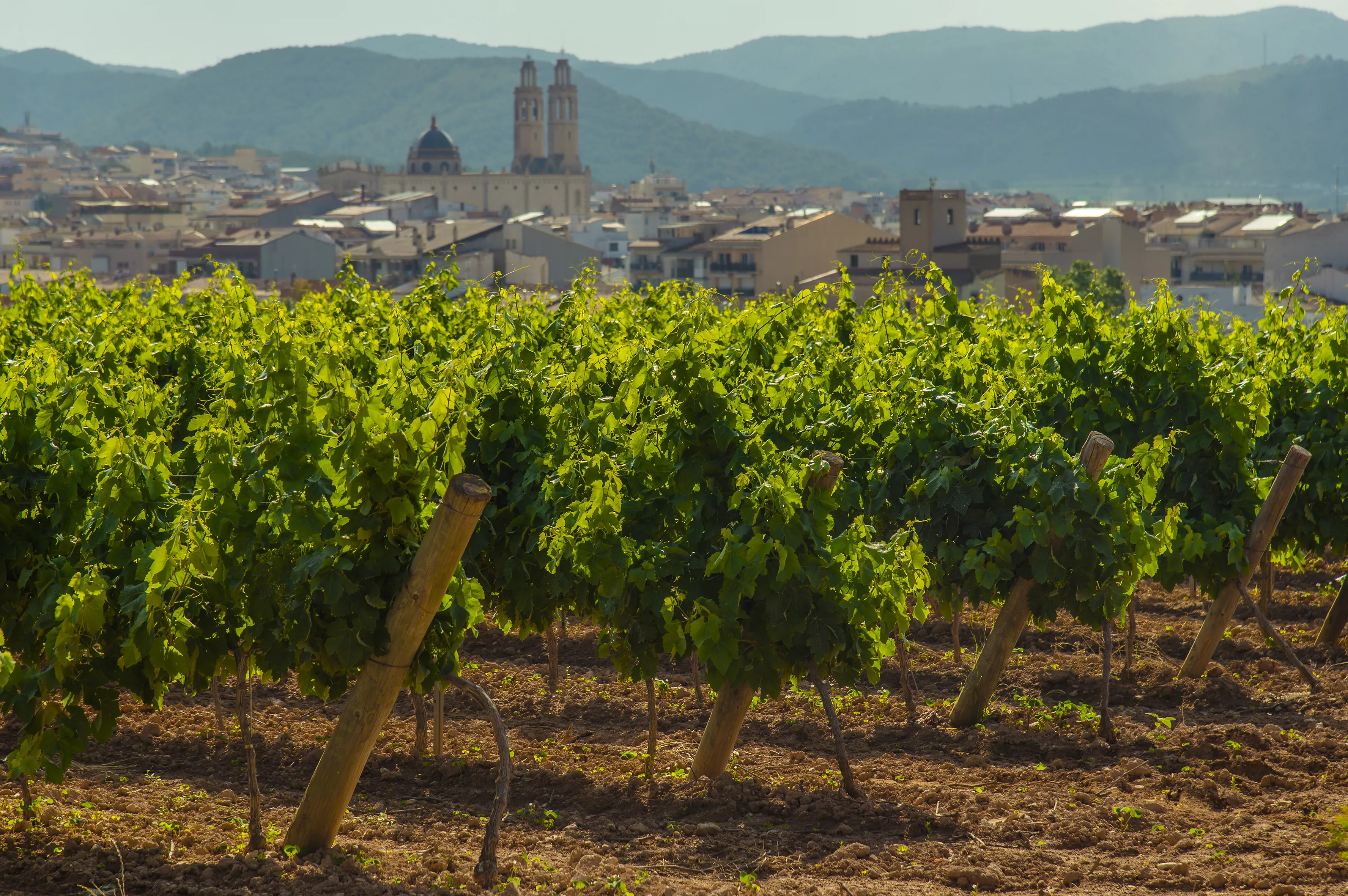 Sant Pere de Ribes, envoltada de vinyes