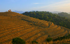 Vinyes del Priorat