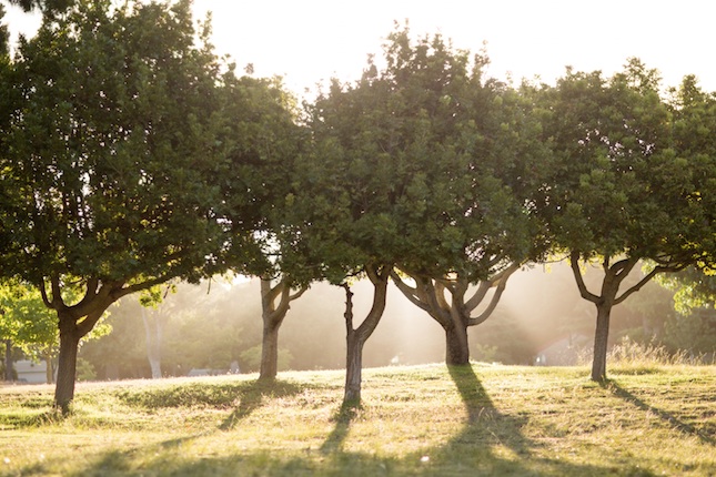 Uns arbres a contrallum, en un parc