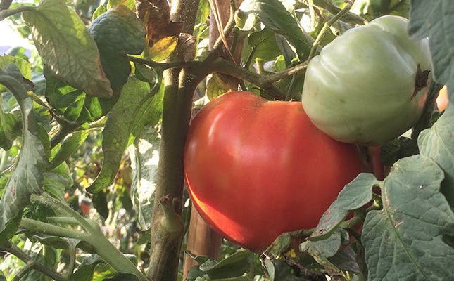 El tomàquet Mandó de Collserola