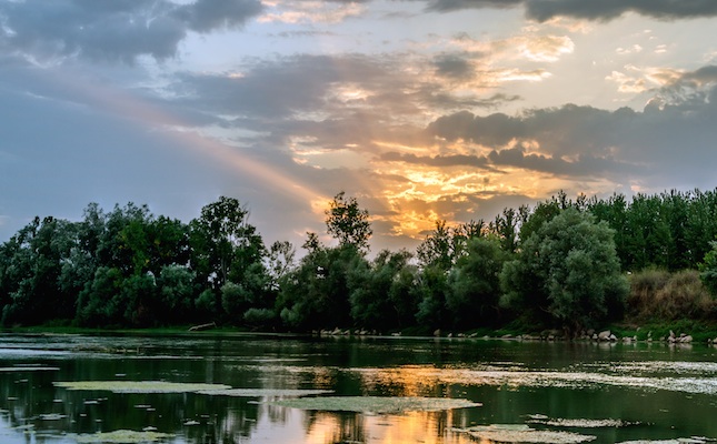 Boscos de ribera a la vora de l’Ebre