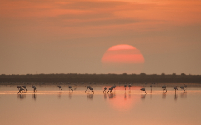 Posta de sol al delta de l'Ebre