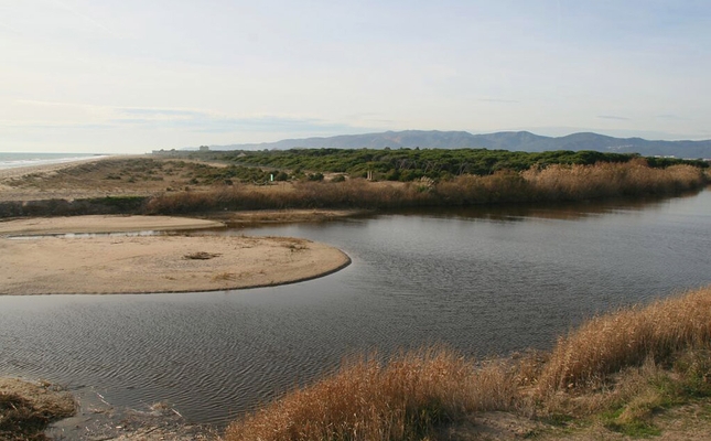 Les maresmes del delta del Llobregat