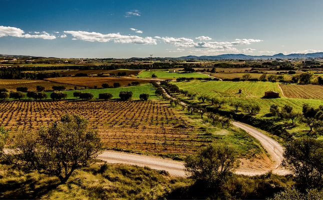 Camps de vinya del Penedès 