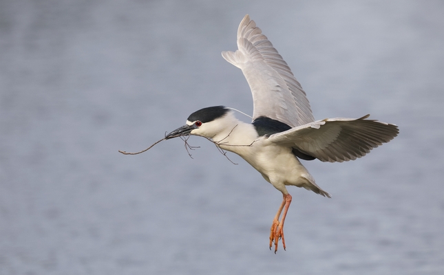 Martinet de nit (‘Nycticorax nycticorax’)