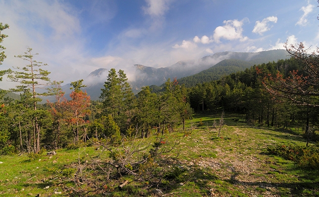 Silenci absolut als peus de la serra del Verd