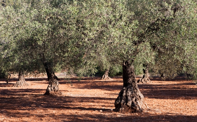 Oliveres mil·lenàries