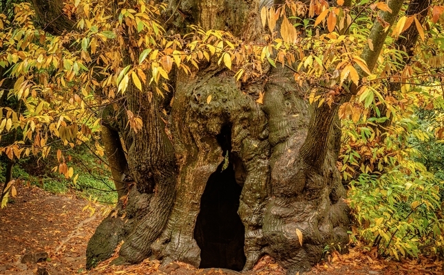  El castanyer de Can Cuc, emblema del bosc que l'envolta