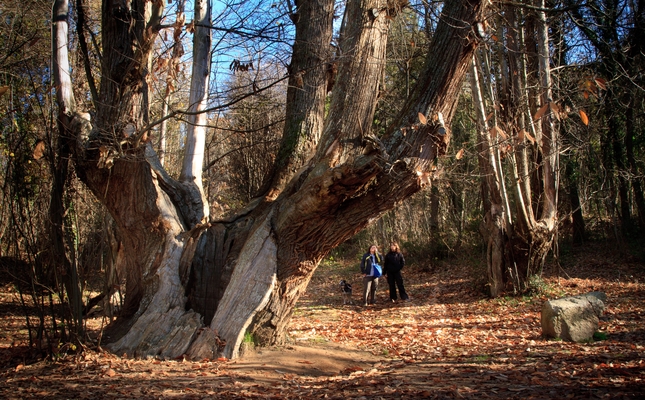 El Castanyer de les Nou Branques és un dels arbres més emblemàtics de Viladrau