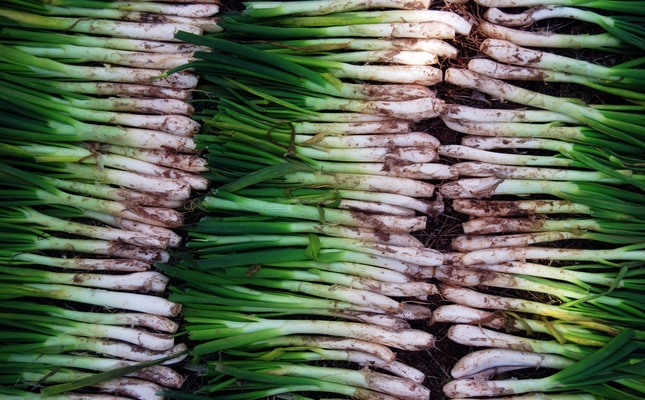 calçots 