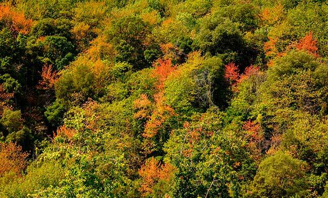 Boscos de colors de l'obaga del Montenegre