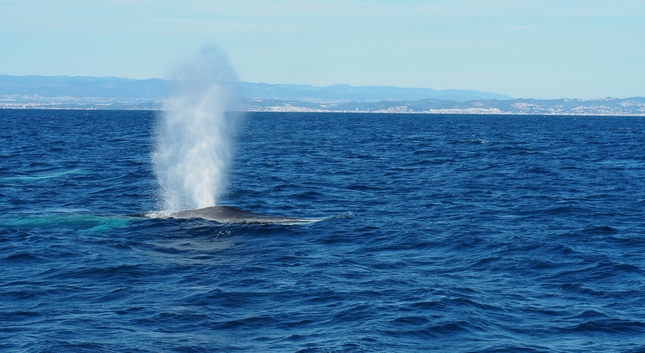 Una balena al Garraf