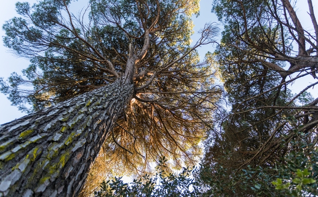 Arbre majestuós del bosc de Can Fornaca