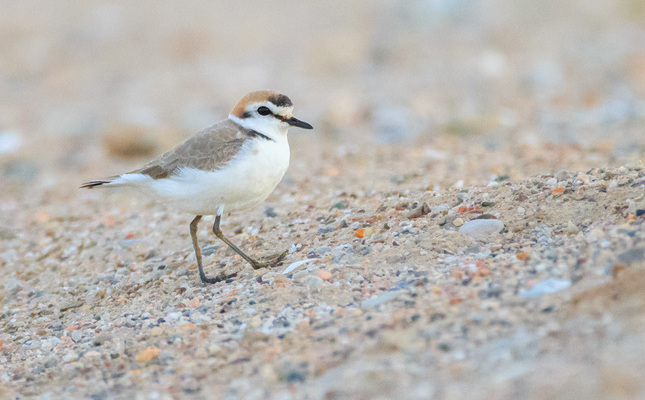 Un exemplar de corriol camanegre a la Pletera