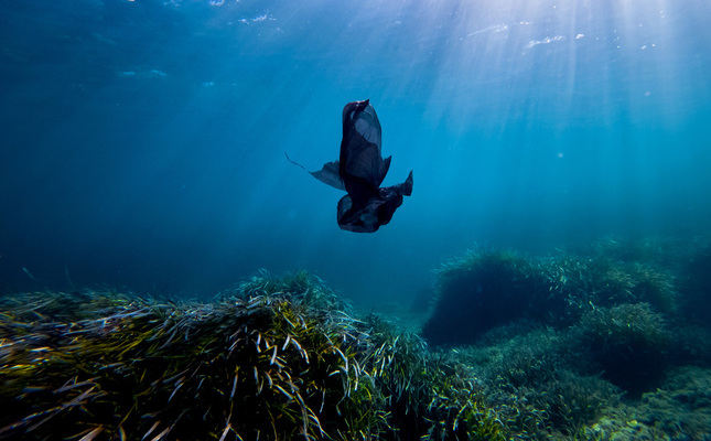 La posidònia és una de les quatre plantes marines autòctones del mar Mediterrani