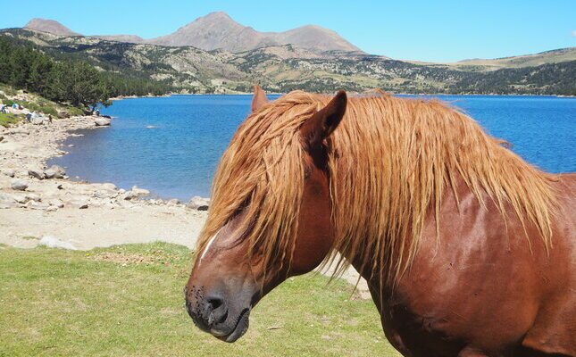 Un cavall al llac de les Bulloses