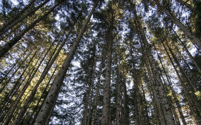 El bosc del Gerdar, dins de l’avetosa de València