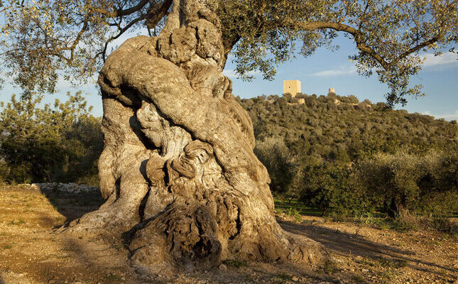 Les oliveres mil·lenàries, a la finca del Fondo de l’Arion