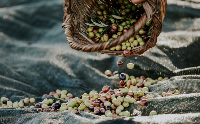 Novembre, època de la recollida d'olives