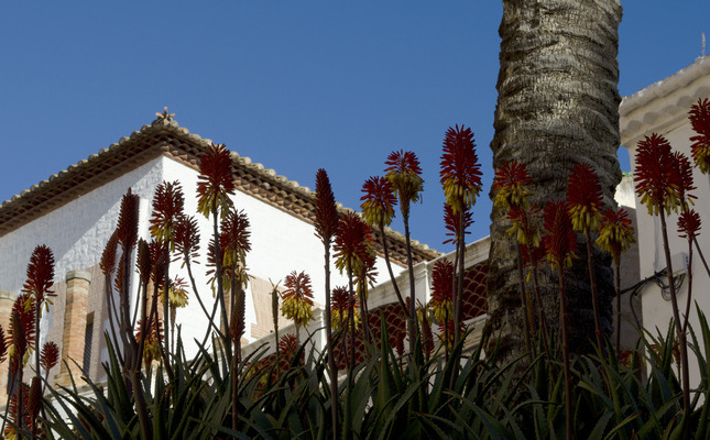 El tronc de la nova palmera al costat de l’Ajuntament