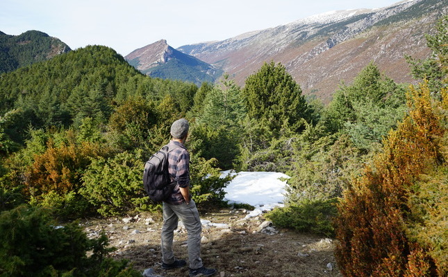 Boscos de pi roig a la Ruta de la mallerenga petita