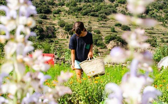 Collint herbes aromàtiques al Parc de les Olors del Serrat