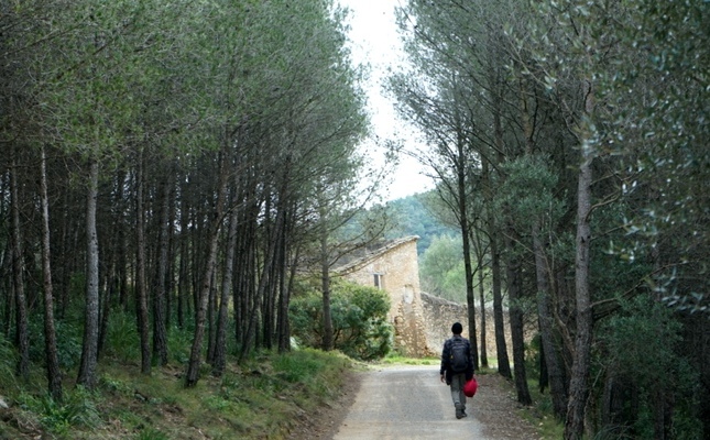 Bosc de pins al Parc del Garraf