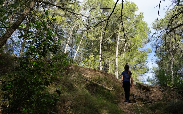 Bosc del Parc del Garraf