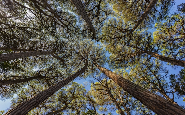 Perspectiva del cel des de l’interior d’un bosc de pins