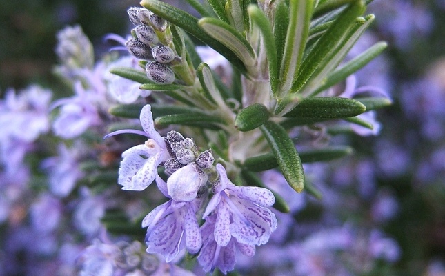 Primer pla de la flor de romaní