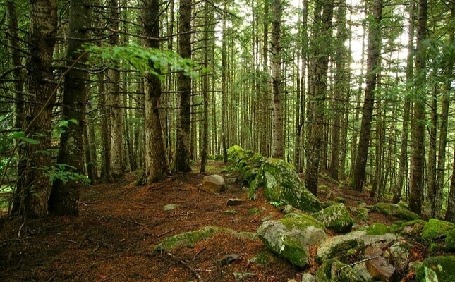 Ruta circular al bosc d’avets del Gerdar